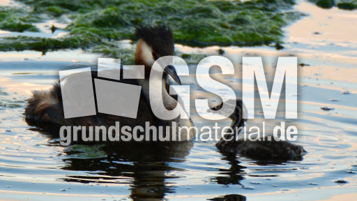 Haubentaucher (11).jpg